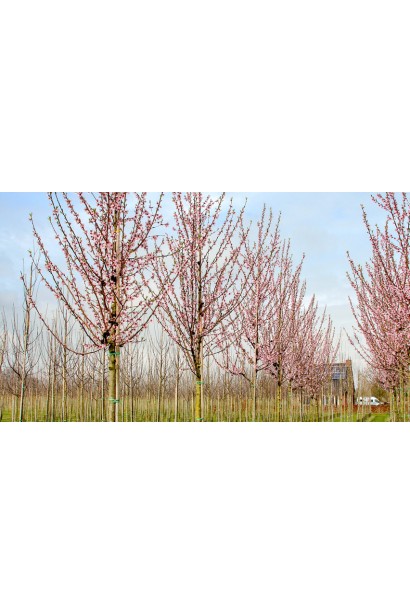 Абрикос Ананасный Цюрупинский | Абрикос Ананасовий Цюрупинський | Prunus armeniaca Ananasnyy Tsyurupynskyy